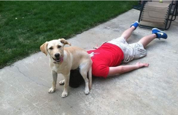 狗狗被压了一下怎么办(狗狗腿被车压了怎么办) - 警犬训练器材厂家 _警犬训练用品_工作犬训练用品-南京开久警犬装备-警犬训练器材厂家 _警犬训练用品_工作犬训练用品-南京开久警犬装备