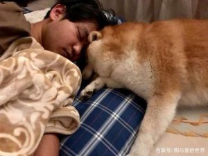 狗狗睡觉抱东西的 *** (狗狗趴着睡觉 *** )-警犬训练器材厂家 _警犬训练用品_工作犬训练用品-南京开久警犬装备