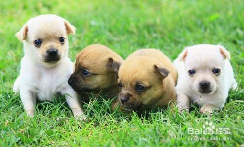 小狗几个月买最好(小狗几个月买回来最好) - 警犬训练器材厂家 _警犬训练用品_工作犬训练用品-南京开久警犬装备-警犬训练器材厂家 _警犬训练用品_工作犬训练用品-南京开久警犬装备