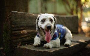 狗狗急速气喘_狗狗气喘像呼吸不过来一样-警犬训练器材厂家 _警犬训练用品_工作犬训练用品-南京开久警犬装备