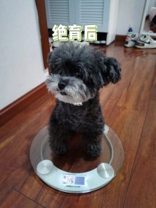 狗狗体重和码数(狗狗怀孕体重变化)-警犬训练器材厂家 _警犬训练用品_工作犬训练用品-南京开久警犬装备