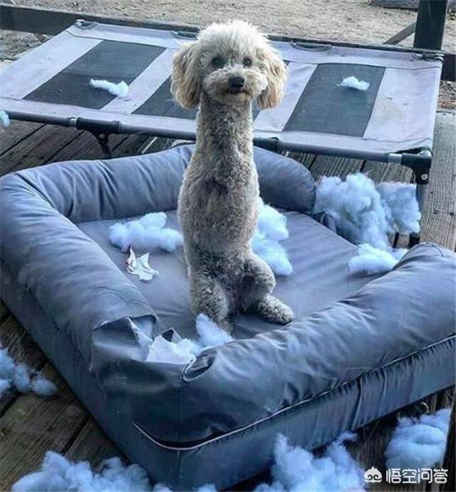 总打狗狗的后果(狗狗被留检的后果) - 警犬训练器材厂家 _警犬训练用品_工作犬训练用品-南京开久警犬装备-警犬训练器材厂家 _警犬训练用品_工作犬训练用品-南京开久警犬装备