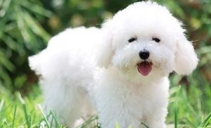 对狗狗毛好的(对狗狗毛好的图)-警犬训练器材厂家 _警犬训练用品_工作犬训练用品-南京开久警犬装备