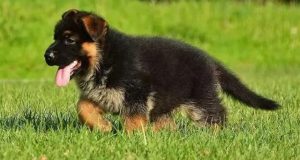 一个月德牧怎么不吃狗粮(德牧幼犬一个月吃多少狗粮)-警犬训练器材厂家 _警犬训练用品_工作犬训练用品-南京开久警犬装备