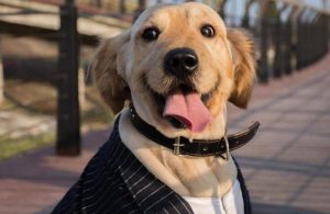 狗狗懂人话吗(狗狗听得懂话吗)-警犬训练器材厂家 _警犬训练用品_工作犬训练用品-南京开久警犬装备