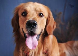 什么样的小狗是好狗?小狗有一对什么样的耳朵-警犬训练器材厂家 _警犬训练用品_工作犬训练用品-南京开久警犬装备