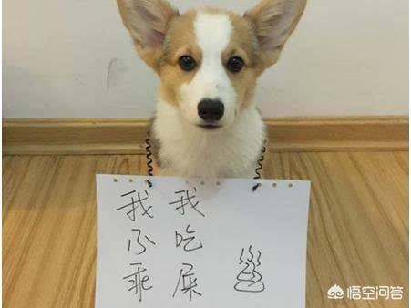 三个月的小狗喂什么症状？三个月小狗一天喂几顿最好 - 警犬训练器材厂家 _警犬训练用品_工作犬训练用品-南京开久警犬装备-警犬训练器材厂家 _警犬训练用品_工作犬训练用品-南京开久警犬装备