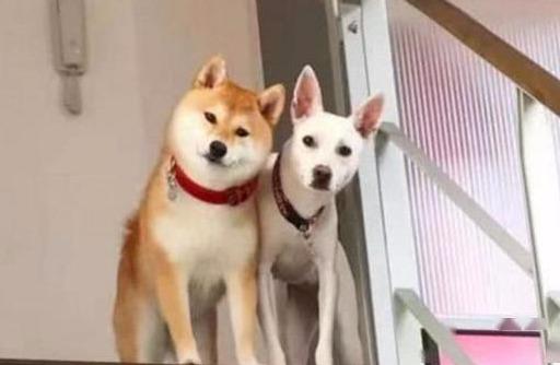 怎么训练狗？怎么训练狗狗不叫 - 警犬训练器材厂家 _警犬训练用品_工作犬训练用品-南京开久警犬装备-警犬训练器材厂家 _警犬训练用品_工作犬训练用品-南京开久警犬装备