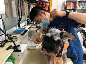 如何学习给狗看病-警犬训练器材厂家 _警犬训练用品_工作犬训练用品-南京开久警犬装备