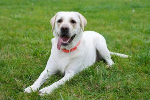 买什么狗好(家庭养狗养什么狗好)-警犬训练器材厂家 _警犬训练用品_工作犬训练用品-南京开久警犬装备