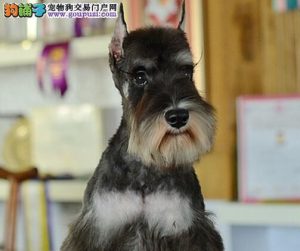 小型雪纳瑞犬多少钱一只(小型雪纳瑞犬多少斤)-警犬训练器材厂家 _警犬训练用品_工作犬训练用品-南京开久警犬装备