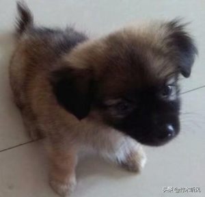 公犬不会爬狗怎么 *** ?-警犬训练器材厂家 _警犬训练用品_工作犬训练用品-南京开久警犬装备