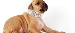 狗狗能否长期佩戴项圈成犬饲养_狗狗长期佩戴项圈好吗-警犬训练器材厂家 _警犬训练用品_工作犬训练用品-南京开久警犬装备