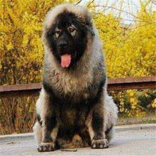 高加索和中亚犬哪个大(中亚犬和高加索谁厉害)-警犬训练器材厂家 _警犬训练用品_工作犬训练用品-南京开久警犬装备