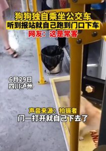 狗狗独自坐公交知道在哪下车(狗狗独自坐公交知道在哪下车 zzc cz zc cz zcc)-警犬训练器材厂家 _警犬训练用品_工作犬训练用品-南京开久警犬装备