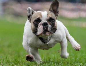 狗为什么突然尿人身上(狗突然尿在被子上为什么)-警犬训练器材厂家 _警犬训练用品_工作犬训练用品-南京开久警犬装备