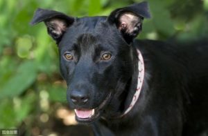 狗的象征意义(英语中狗的象征意义)-警犬训练器材厂家 _警犬训练用品_工作犬训练用品-南京开久警犬装备