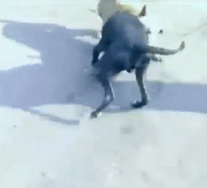 比特狗打架 *** (比特犬打架 *** 观看)-警犬训练器材厂家 _警犬训练用品_工作犬训练用品-南京开久警犬装备