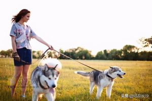 早晚溜狗会憋坏吗-警犬训练器材厂家 _警犬训练用品_工作犬训练用品-南京开久警犬装备
