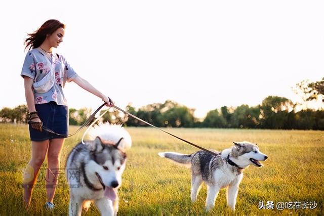 早晚溜狗会憋坏吗 - 警犬训练器材厂家 _警犬训练用品_工作犬训练用品-南京开久警犬装备-警犬训练器材厂家 _警犬训练用品_工作犬训练用品-南京开久警犬装备