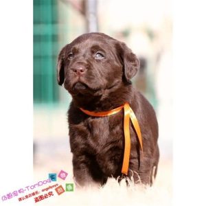 巧克力色拉布拉多犬萌宠(拉布拉多犬 ***  巧克力色)-警犬训练器材厂家 _警犬训练用品_工作犬训练用品-南京开久警犬装备