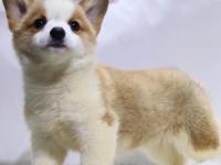 青岛柯基犬舍  重庆柯基犬舍-警犬训练器材厂家 _警犬训练用品_工作犬训练用品-南京开久警犬装备