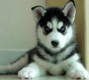 巴吉度犬价格中低高端价格不同-警犬训练器材厂家 _警犬训练用品_工作犬训练用品-南京开久警犬装备