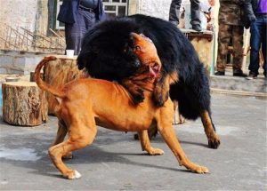 比特犬和藏獒(比特犬和藏獒哪个厉害)-警犬训练器材厂家 _警犬训练用品_工作犬训练用品-南京开久警犬装备