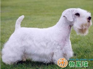 西里汉梗好养吗?西里汉梗喂养狗狗品种-警犬训练器材厂家 _警犬训练用品_工作犬训练用品-南京开久警犬装备