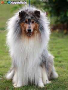 苏格兰牧羊犬吃什么好？苏格兰牧羊犬吃什么食物-警犬训练器材厂家 _警犬训练用品_工作犬训练用品-南京开久警犬装备