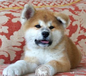 秋田犬幼犬耳朵何时立起来-警犬训练器材厂家 _警犬训练用品_工作犬训练用品-南京开久警犬装备