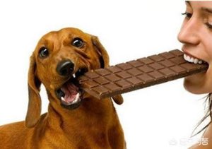 狗狗吃巧克力会怎么样(狗狗吃巧克力派会怎么样)-警犬训练器材厂家 _警犬训练用品_工作犬训练用品-南京开久警犬装备