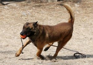 潍坊哪里有收狗 *** ？潍坊哪里有狗舍-警犬训练器材厂家 _警犬训练用品_工作犬训练用品-南京开久警犬装备