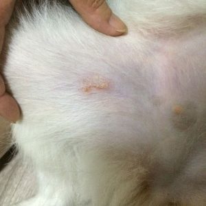 宠物狗得了皮肤病用什么药(宠物狗有皮肤病用什么药)-警犬训练器材厂家 _警犬训练用品_工作犬训练用品-南京开久警犬装备