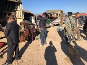 58同城宠物狗出售金毛(58同城金毛)-警犬训练器材厂家 _警犬训练用品_工作犬训练用品-南京开久警犬装备