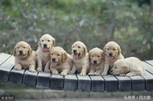 犬瘟试纸(犬瘟试纸是cdv吗)-警犬训练器材厂家 _警犬训练用品_工作犬训练用品-南京开久警犬装备