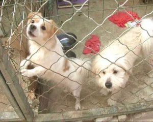 狗送去救助站收费吗(宠物送救助站要收费吗)-警犬训练器材厂家 _警犬训练用品_工作犬训练用品-南京开久警犬装备