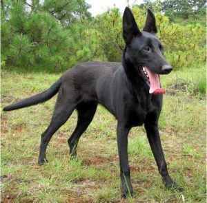 狼狗品种、目前我国饲养的狼狗品种有哪些-警犬训练器材厂家 _警犬训练用品_工作犬训练用品-南京开久警犬装备