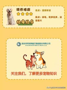 宠物狗的基本种类宠物狗的基本种类有哪些-警犬训练器材厂家 _警犬训练用品_工作犬训练用品-南京开久警犬装备