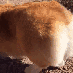 上海黄浦区柯基狗狗价格(柯基狗狗的价格)-警犬训练器材厂家 _警犬训练用品_工作犬训练用品-南京开久警犬装备