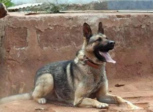 狗狗品种介绍大全(狗有多少种类)-警犬训练器材厂家 _警犬训练用品_工作犬训练用品-南京开久警犬装备