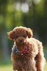 泰迪犬训练(泰迪训练教程技巧)-警犬训练器材厂家 _警犬训练用品_工作犬训练用品-南京开久警犬装备