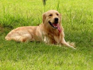 金毛犬的喂养(金毛狗怎么喂养)-警犬训练器材厂家 _警犬训练用品_工作犬训练用品-南京开久警犬装备