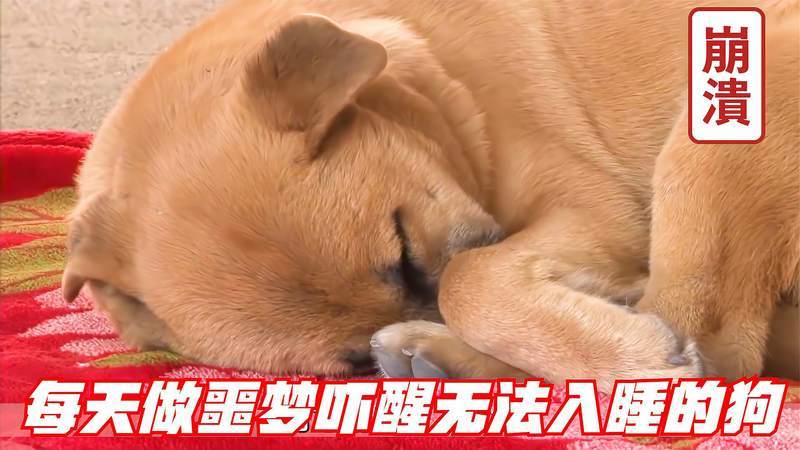 狗狗做噩梦的表现 - 警犬训练器材厂家 _警犬训练用品_工作犬训练用品-南京开久警犬装备-警犬训练器材厂家 _警犬训练用品_工作犬训练用品-南京开久警犬装备