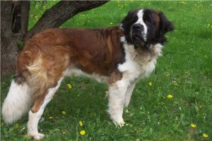 圣伯纳德犬(圣伯纳狗)-警犬训练器材厂家 _警犬训练用品_工作犬训练用品-南京开久警犬装备