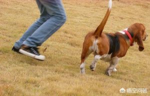 遛狗 *** 是真的吗(手机遛狗 *** 是真的吗)-警犬训练器材厂家 _警犬训练用品_工作犬训练用品-南京开久警犬装备
