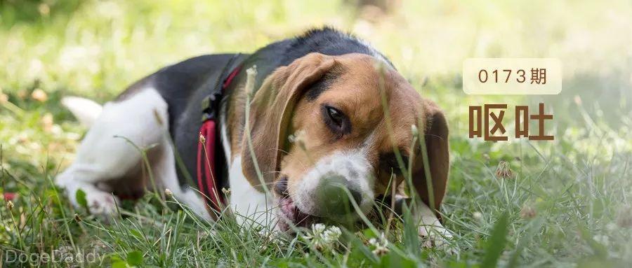 狗狗反刍怎么办狗狗反刍治疗 *** 介绍狗狗常见病 - 警犬训练器材厂家 _警犬训练用品_工作犬训练用品-南京开久警犬装备-警犬训练器材厂家 _警犬训练用品_工作犬训练用品-南京开久警犬装备