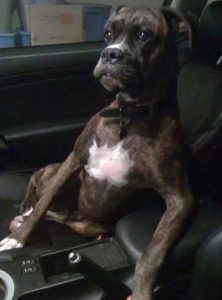 犬交 *** (恶霸犬 *** )-警犬训练器材厂家 _警犬训练用品_工作犬训练用品-南京开久警犬装备