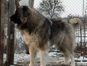 高加索犬(高加索犬价格)-警犬训练器材厂家 _警犬训练用品_工作犬训练用品-南京开久警犬装备