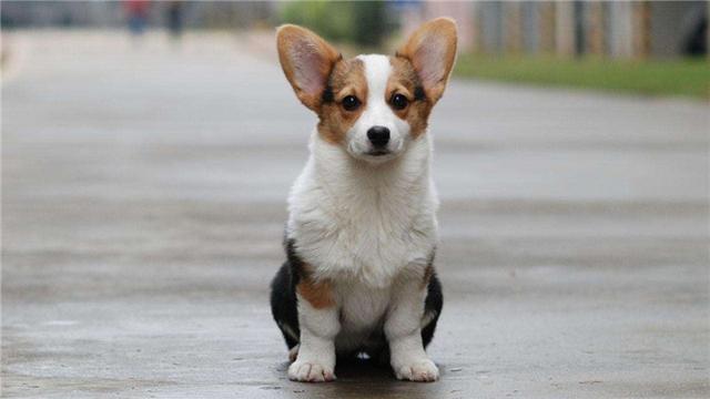 柯基犬怎么训练?这六点一定要注意! - 警犬训练器材厂家 _警犬训练用品_工作犬训练用品-南京开久警犬装备-警犬训练器材厂家 _警犬训练用品_工作犬训练用品-南京开久警犬装备